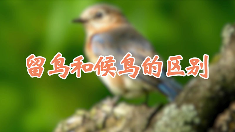 留鸟和候鸟的区别