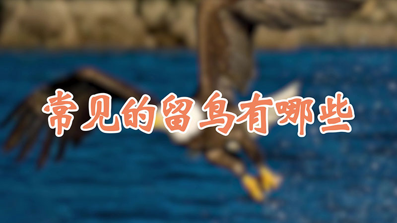 常见的留鸟有哪些