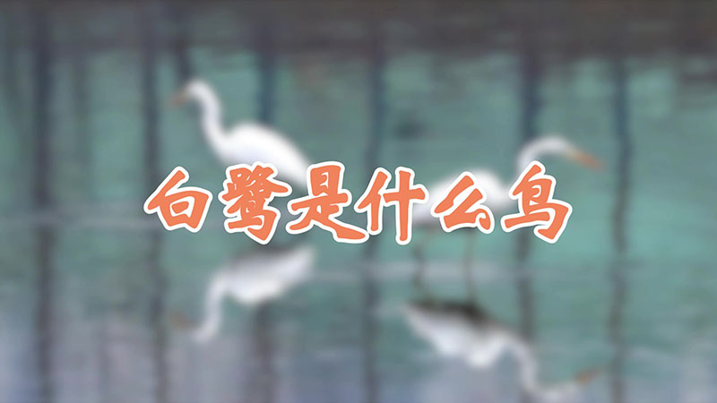 白鹭是什么鸟