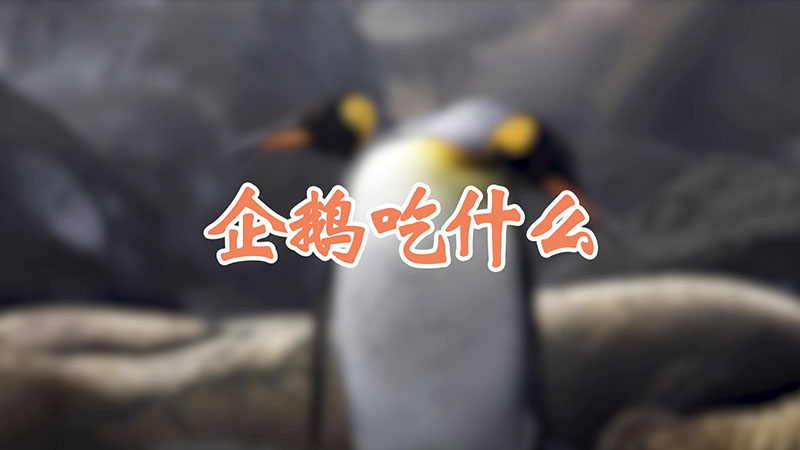 企鹅吃什么