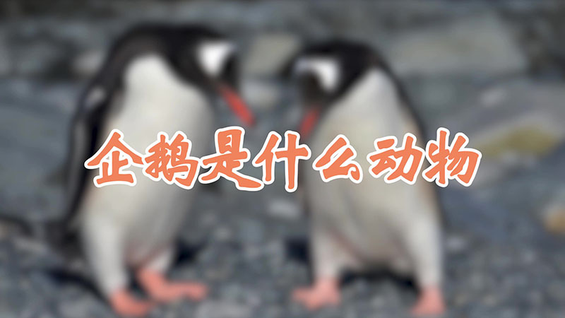 企鹅是什么动物