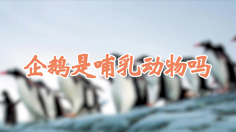 企鹅是哺乳动物吗