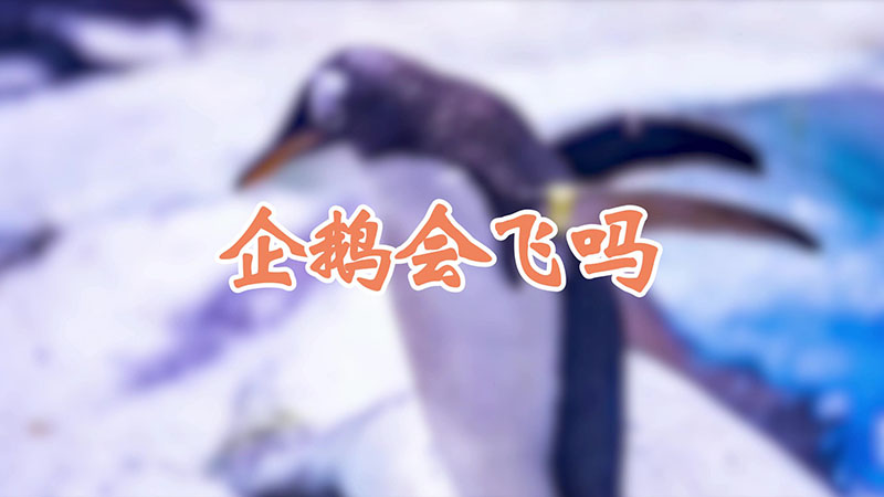 企鹅会飞吗