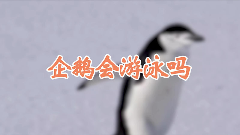 企鹅会游泳吗