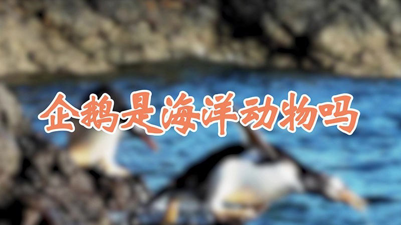 企鹅是海洋动物吗