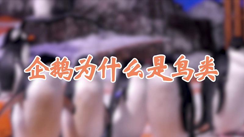 企鹅为什么是鸟类