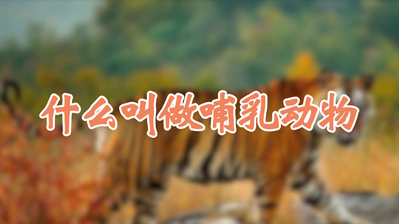 什么叫做哺乳动物
