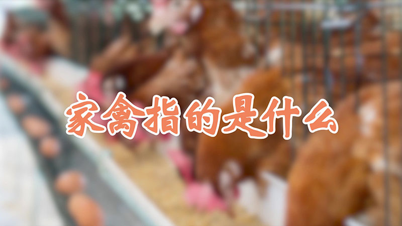 家禽指的是什么