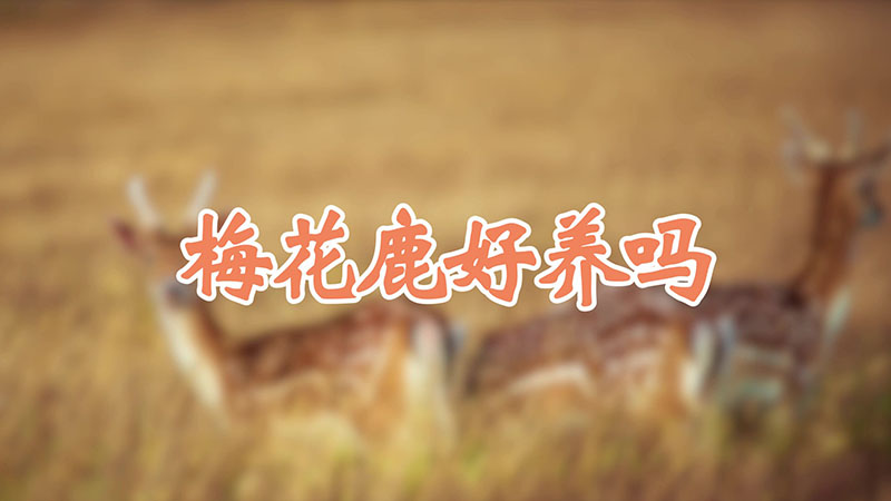 梅花鹿好养吗