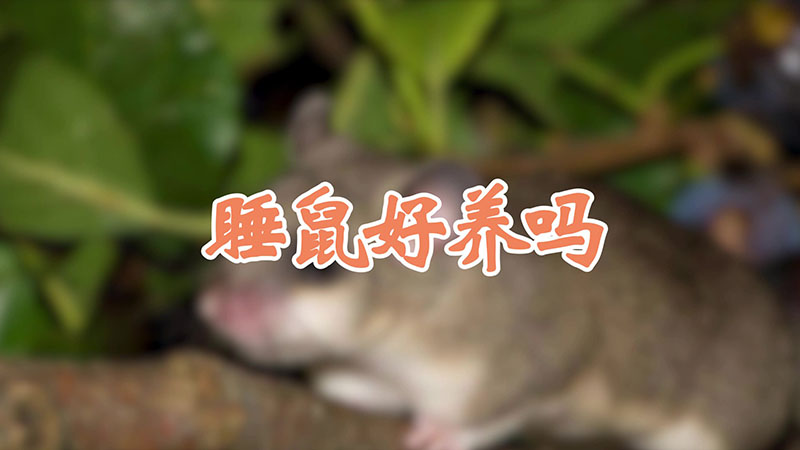 睡鼠好养吗
