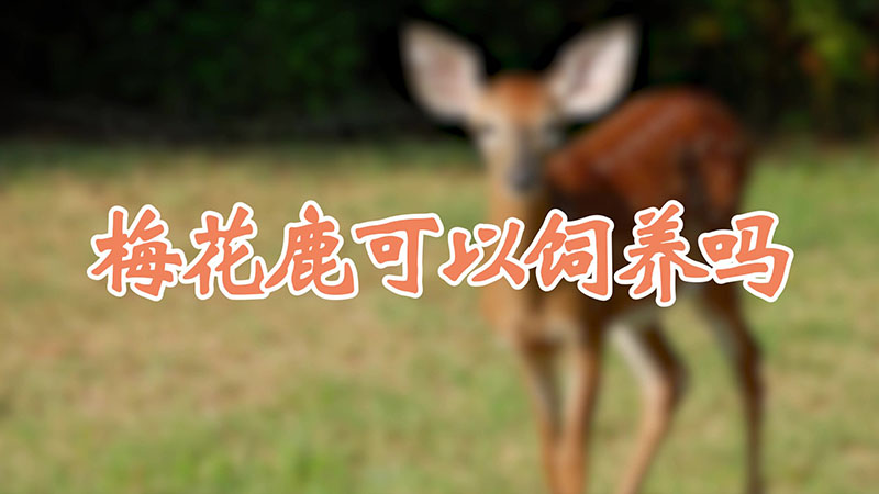 梅花鹿可以饲养吗