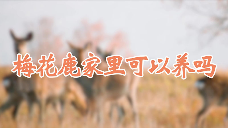 梅花鹿家里可以养吗