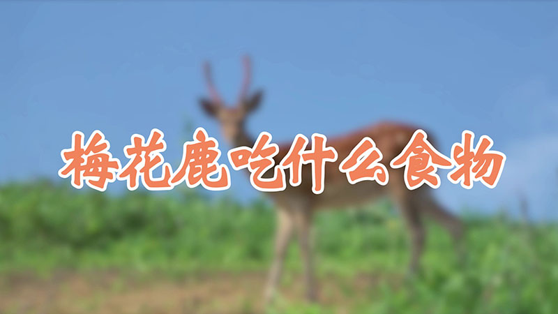 梅花鹿吃什么食物