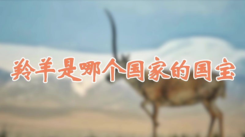 羚羊是哪个国家的国宝