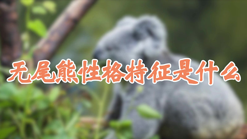 无尾熊性格特征是什么