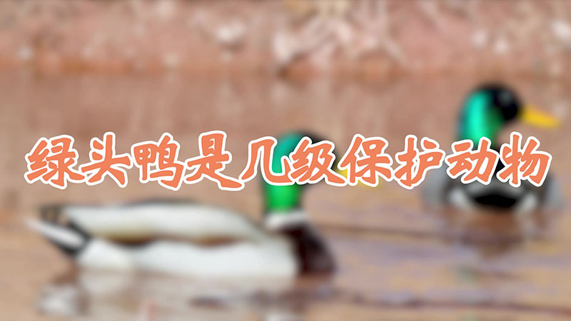 绿头鸭是几级保护动物