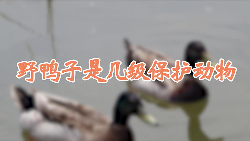 野鸭子是几级保护动物
