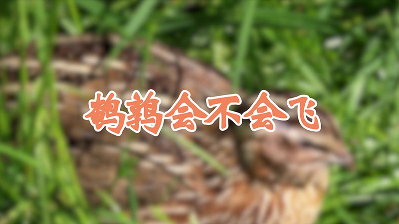 鹌鹑会不会飞