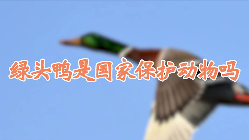 绿头鸭是国家保护动物吗