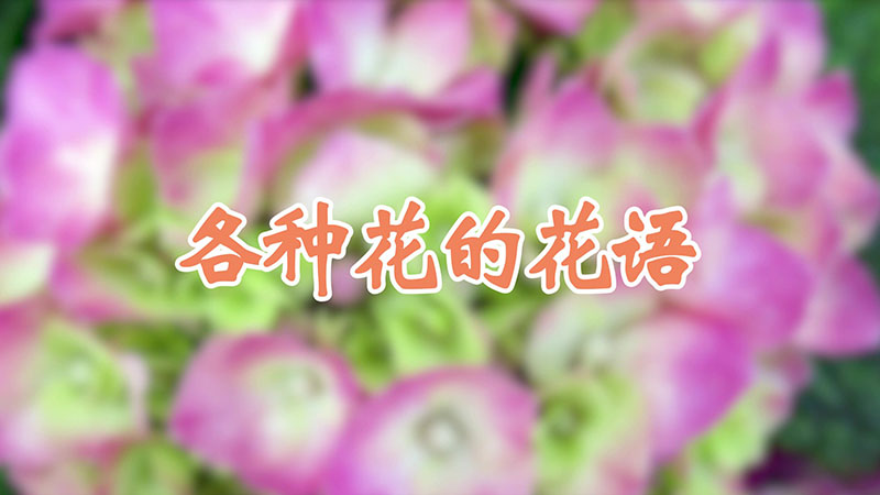 各种花的花语