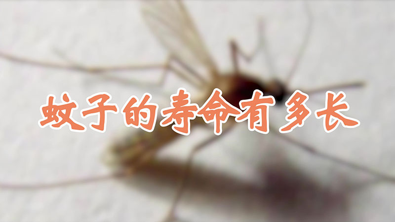 蚊子的寿命有多长