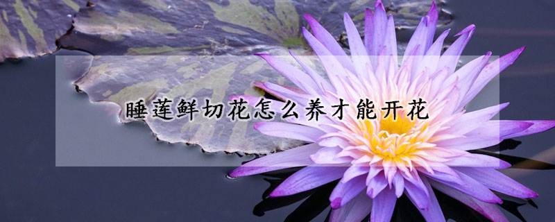 睡莲鲜切花怎么养才能开花