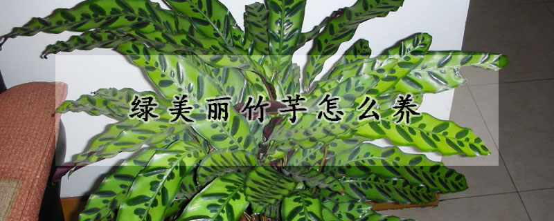 绿美丽竹芋怎么养