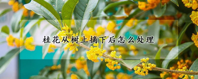 桂花从树上摘下后怎么处理