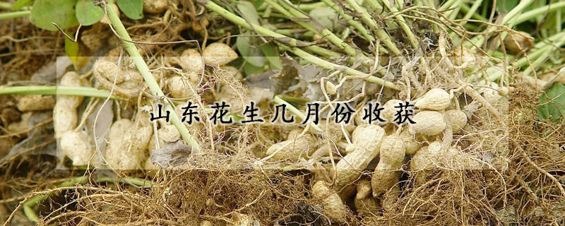 山东花生几月份收获