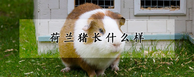 荷兰猪长什么样