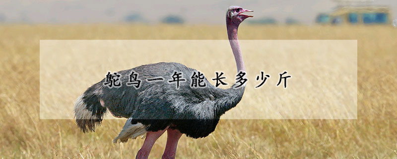 鸵鸟一年能长多少斤