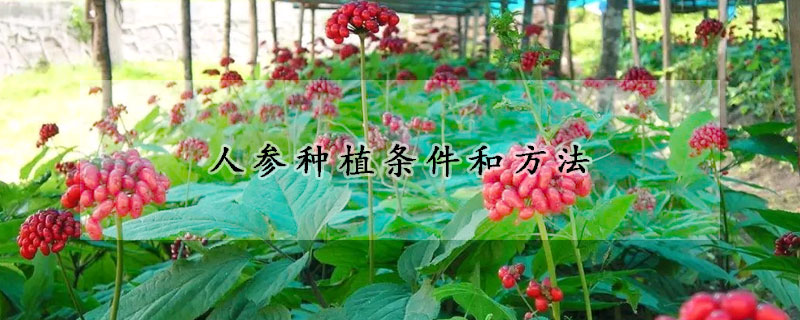 人参种植条件和方法