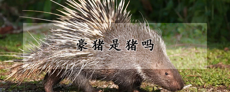 豪猪是猪吗