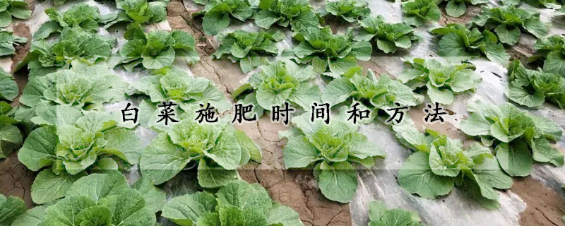 白菜施肥时间和方法