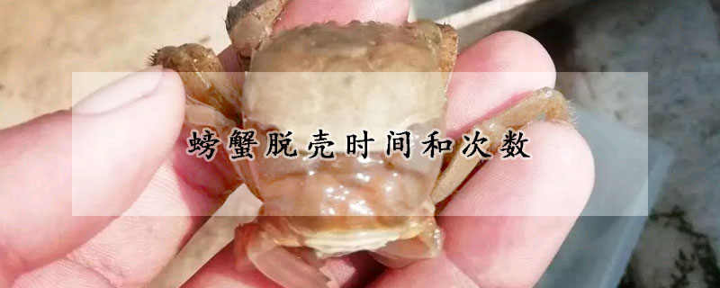 螃蟹脱壳时间和次数