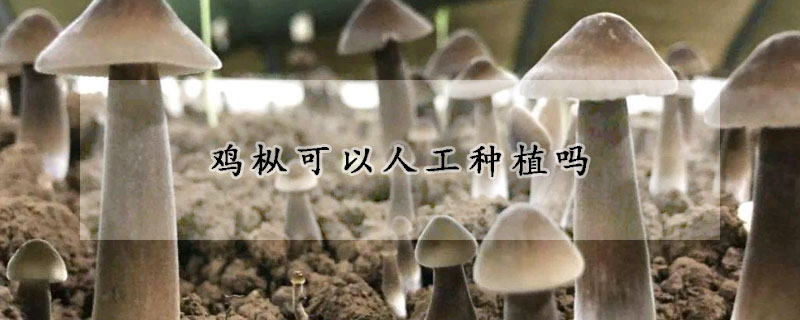 鸡枞可以人工种植吗