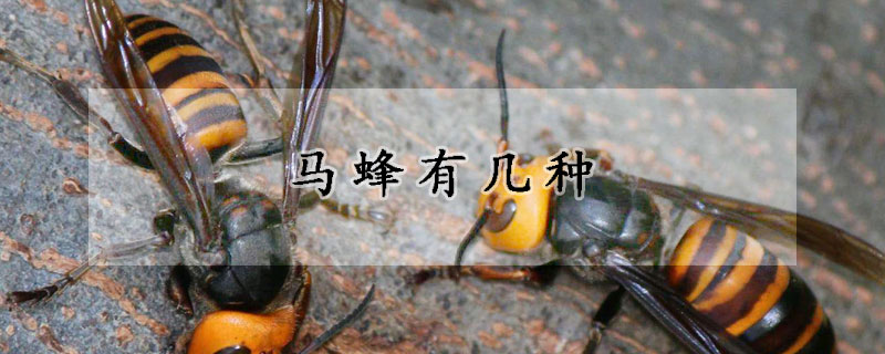 马蜂有几种