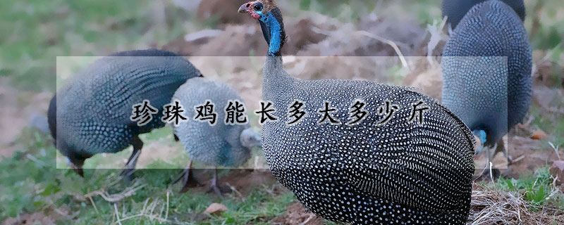 珍珠鸡能长多大多少斤