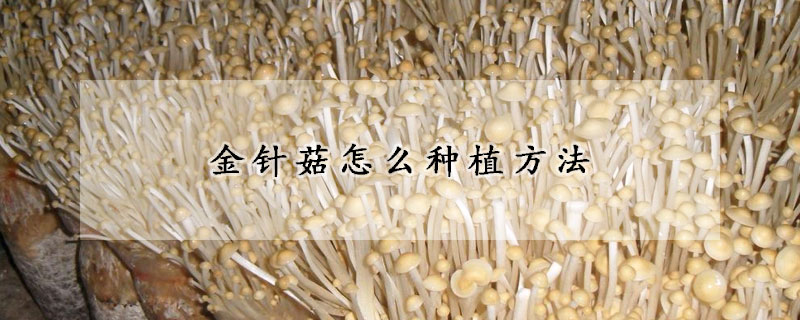 金针菇怎么种植方法