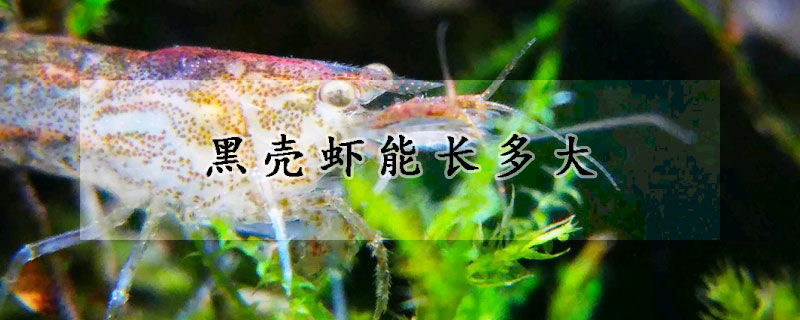 黑壳虾能长多大