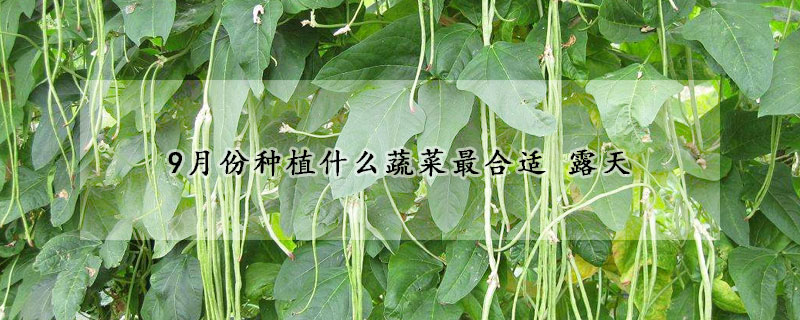 9月份种植什么蔬菜最合适 露天