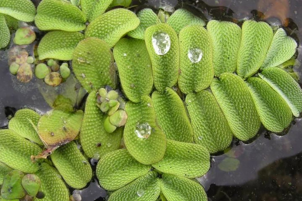 十种浮水植物 浮水植物有哪些