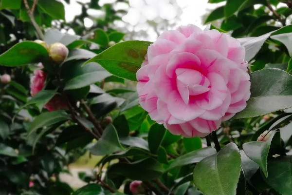 十种最名贵茶花排列 茶花十大名贵品种