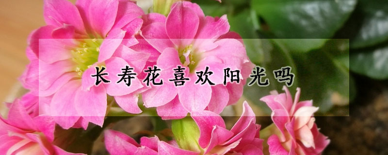 长寿花喜欢阳光吗