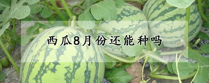 西瓜8月份还能种吗