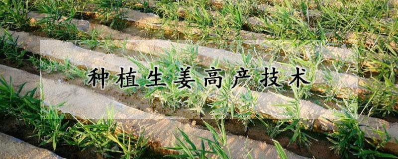 种植生姜高产技术