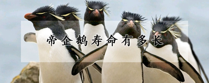 帝企鹅寿命有多长