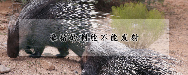 豪猪的刺能不能发射