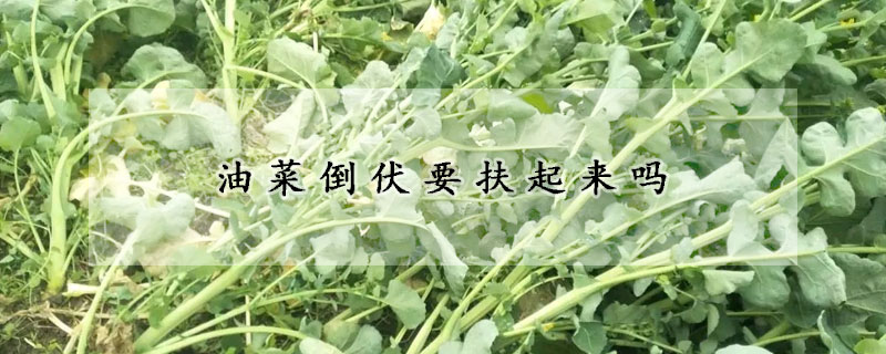 油菜倒伏要扶起来吗