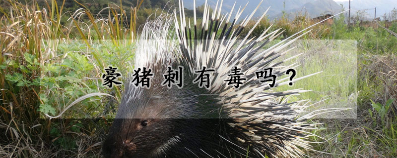 豪猪刺有毒吗?